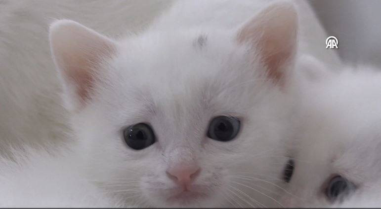 Koruma altındaki Van kedilerinden 70 yavru - Resim: 9